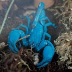 pająk, skorpion, zoo, 2025 (17)