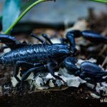 pająk, skorpion, zoo, 2025 (19)