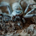 pająk, skorpion, zoo, 2025 (24)