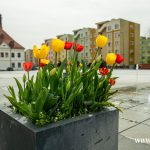 kwiaty, wiosna (1)