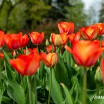 kwiaty, wiosna (12)