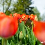 kwiaty, wiosna (13)