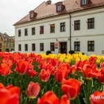kwiaty, wiosna (4)