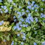 kwiaty, wiosna (7)