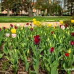kwiaty, wiosna (9)