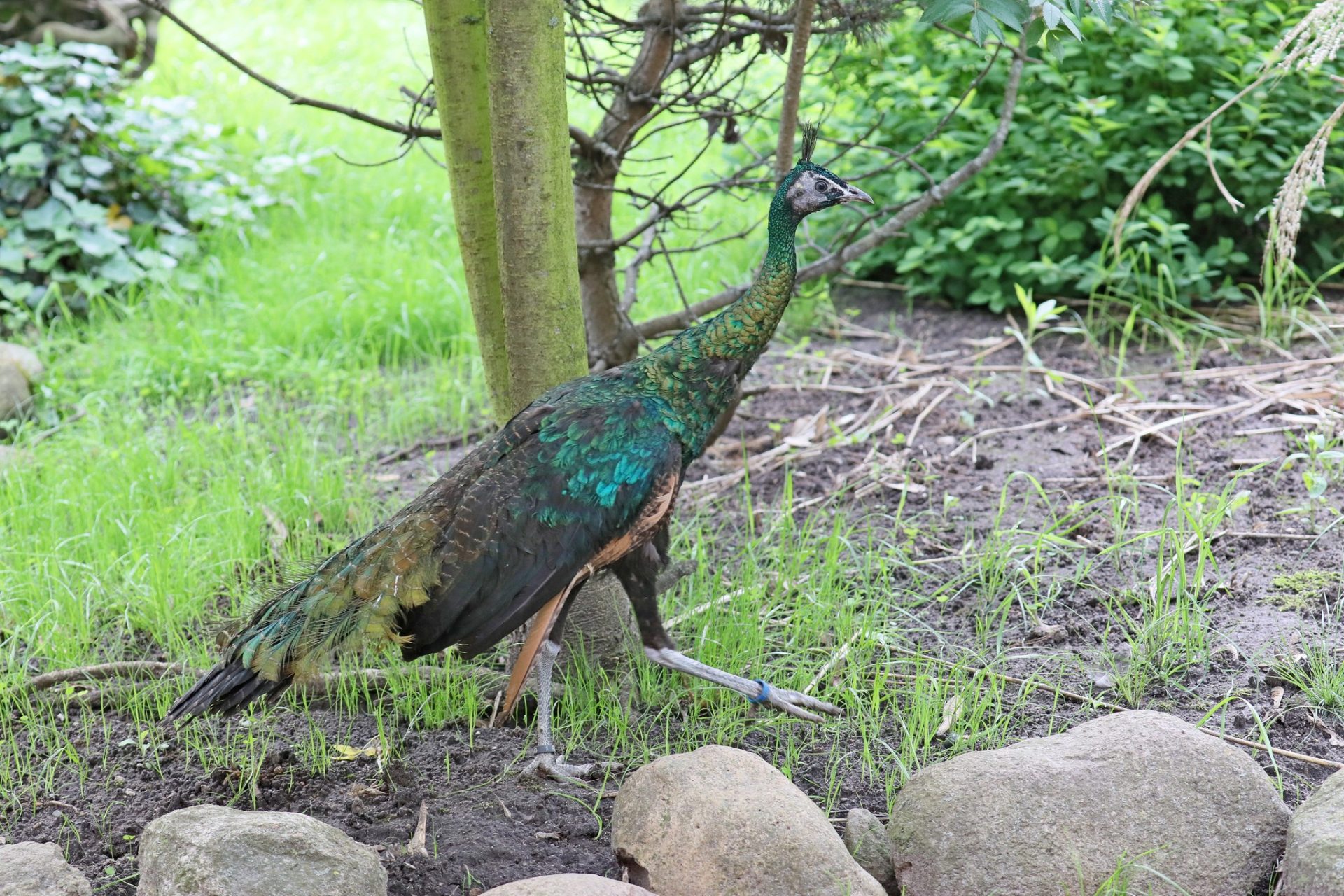 Zamieszkały w lubińskim zoo