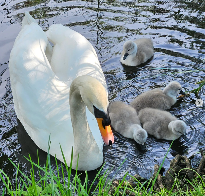 Puchate pisklaki – nowi mieszkańcy lubińskiego zoo