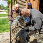 strzygacz, strzyżenie owiec, zoo, ogród zoologiczny, owce, 2025 (11)