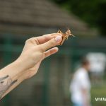 kulturalne lato, zoo, warsztaty, CDT, 2025 (14)