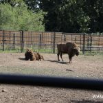 zoo, dinozaury, odnowione figury (20)