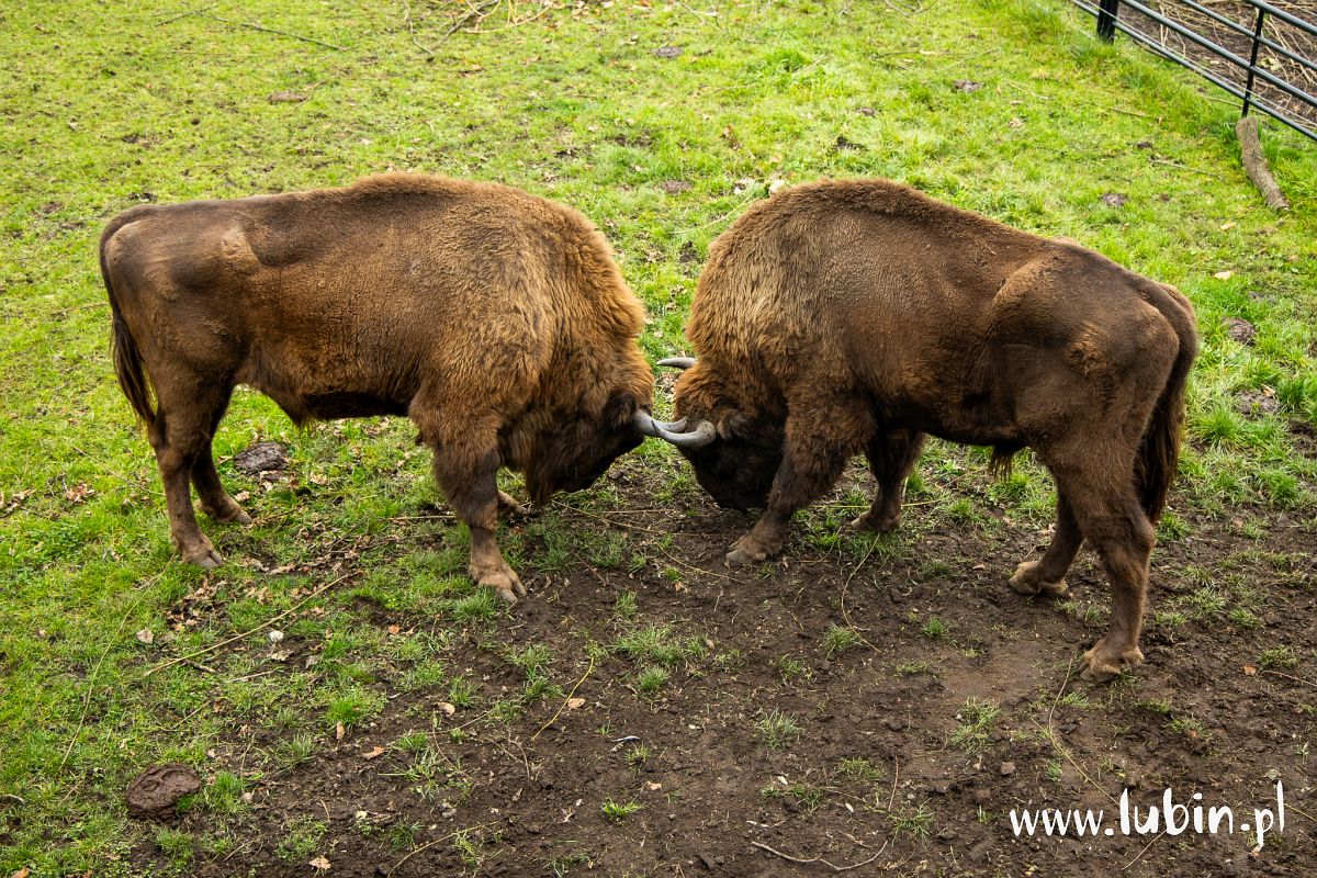 To był pracowity rok. A co szykuje dla nas zoo na kolejny?