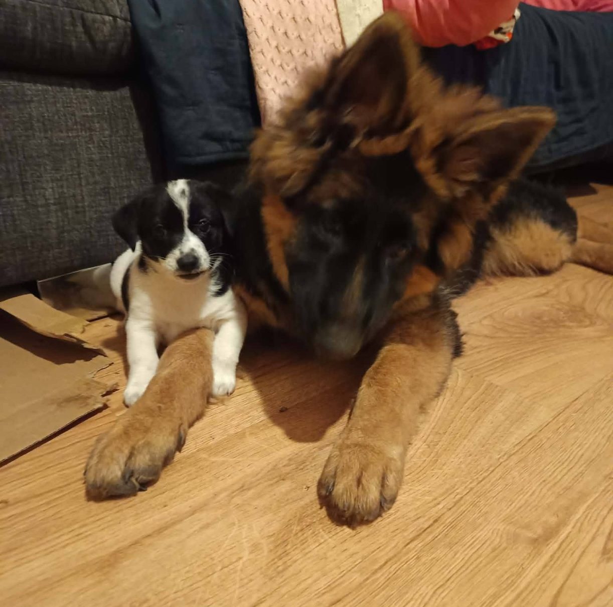 Trucizna przy bramie posesji. Psy nie przeżyły…