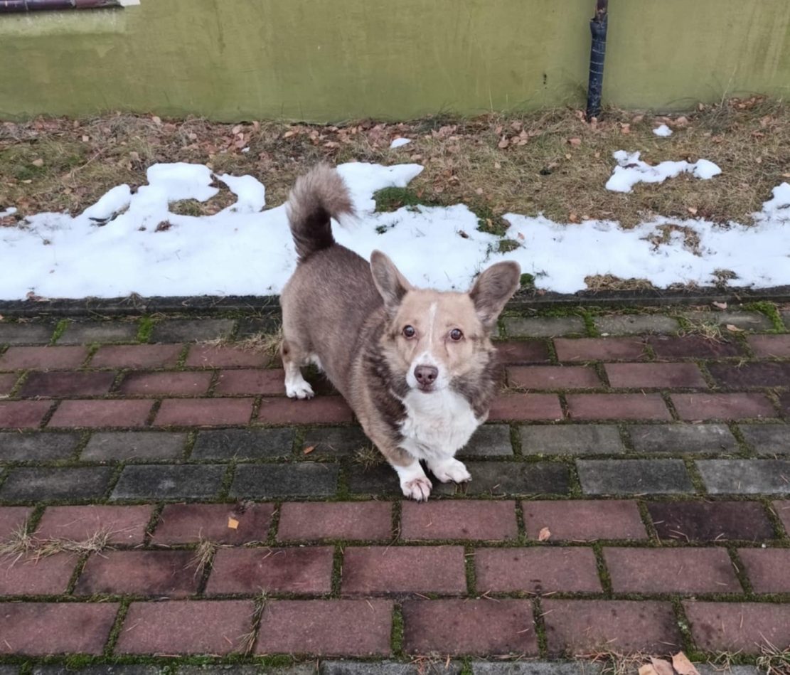 Kto przygarnie Dyzia?