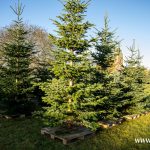 choinki, błonie (12)