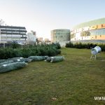 choinki, błonie (13)