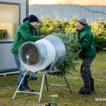 choinki, błonie (2)