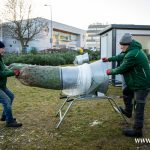 choinki, błonie (3)