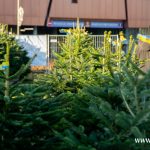 choinki, błonie (4)