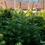 choinki, błonie (5)