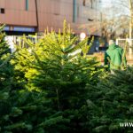 choinki, błonie (6)