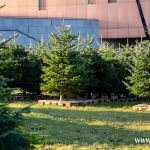 choinki, błonie (7)