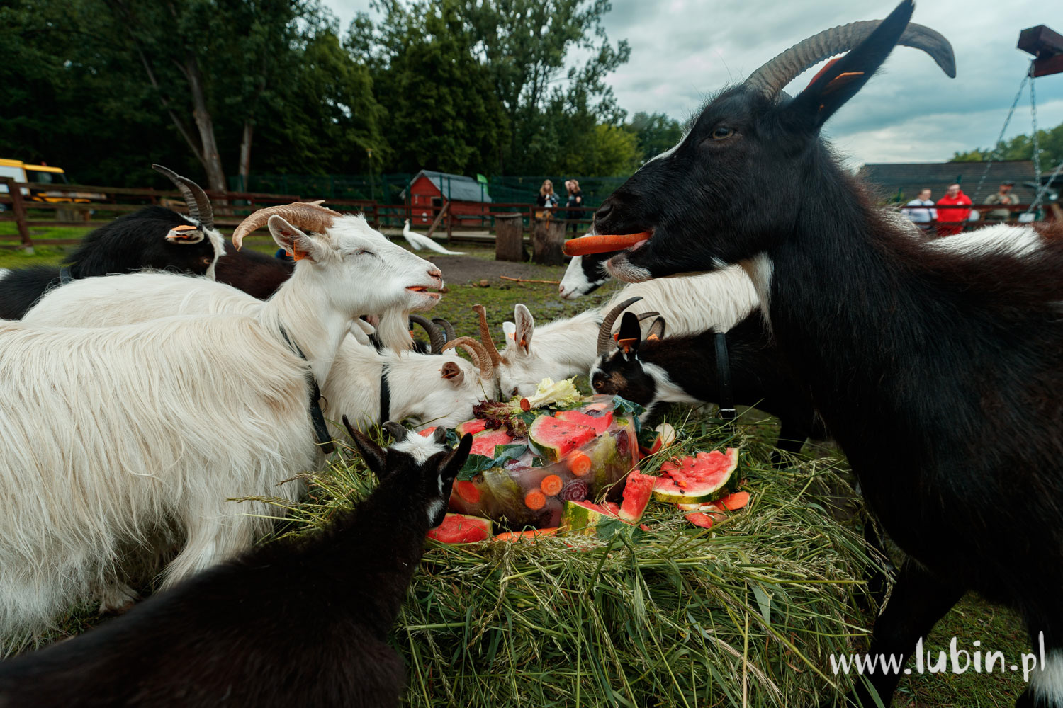 Przysmaki mieszkańców lubińskiego zoo