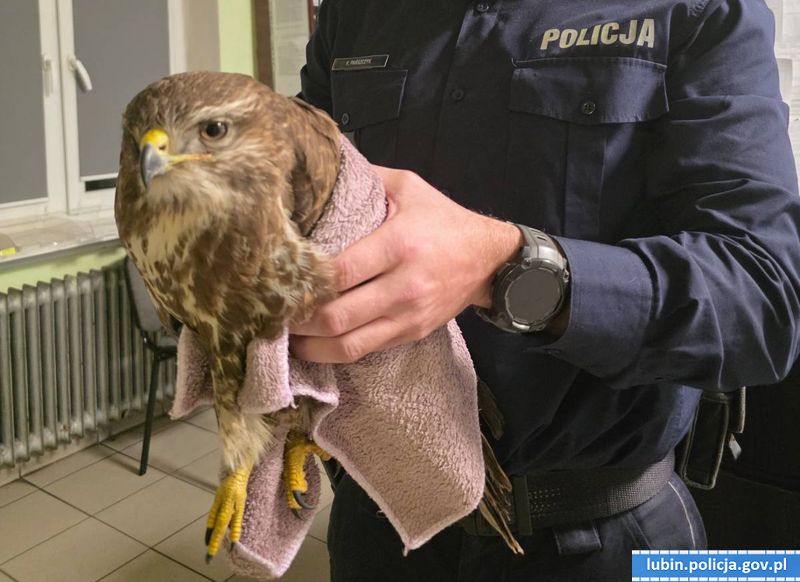 Spadł z dachu, trafił na komendę