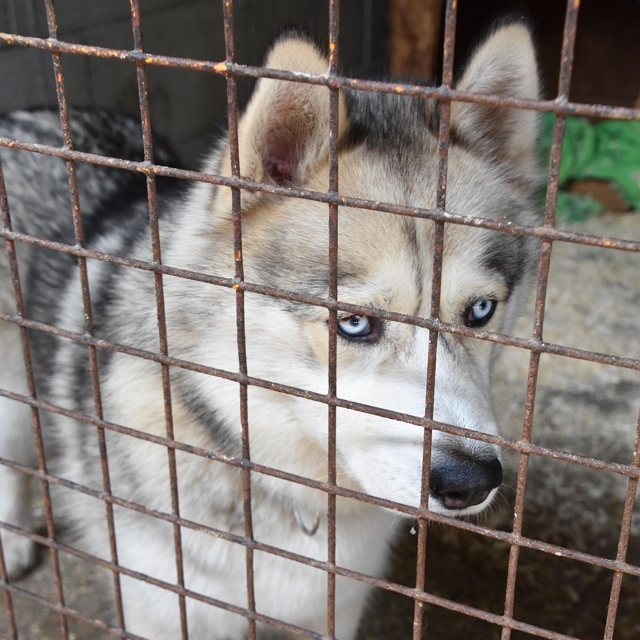 Po aferze w Bytomiu sprawdzono schroniska na Dolnym Śląsku