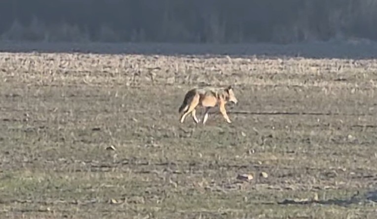 „Panuje ogólny popłoch”. Wilki tematem numer jeden