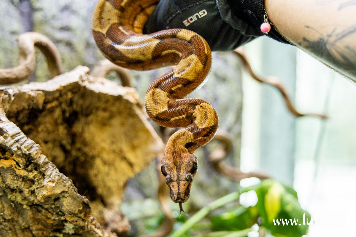 Nowy mieszkaniec terrariów