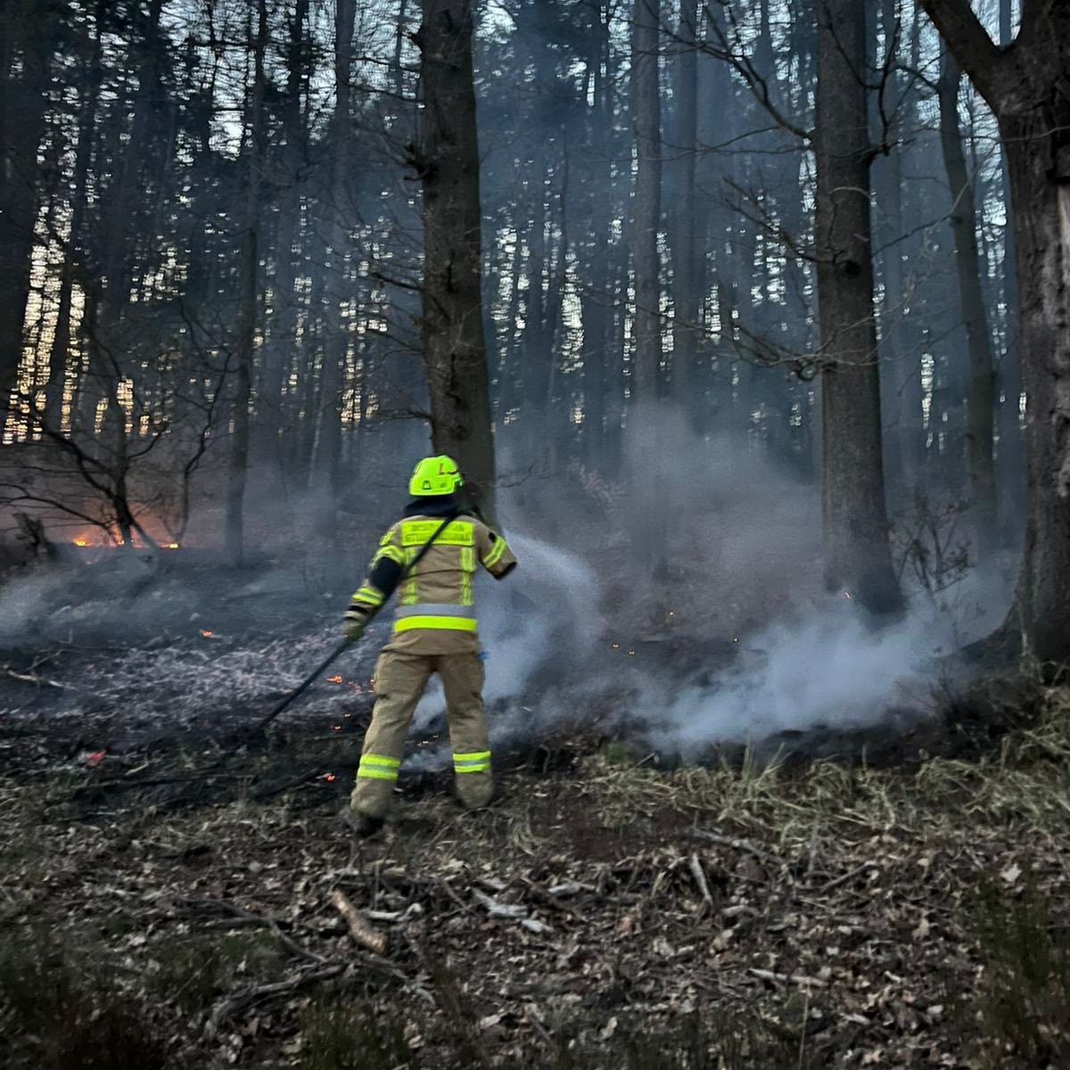 Pożar lasu pod Lubinem. Cztery zastępy straży w akcji