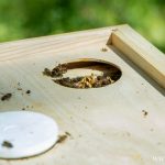 pasieka w zoo, ule (38)