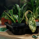 wymiennik, 2026 (10)