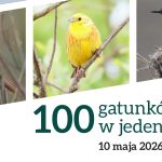Tło FB_ptaki
