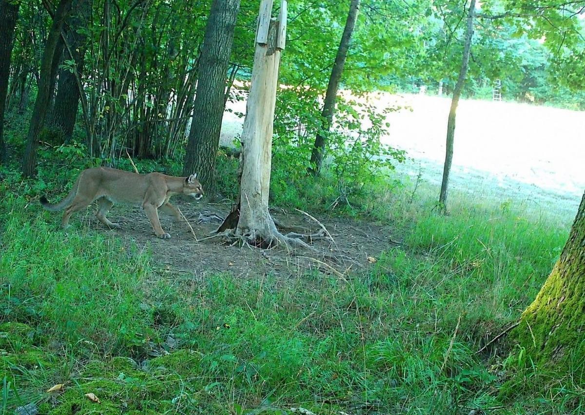 Puma grasuje na Dolnym Śląsku. Jest apel służb