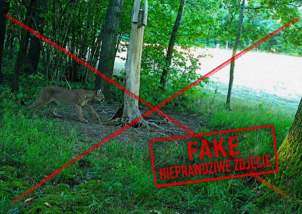 Zdjęcie pumy to fejk. Leśnicy prostują