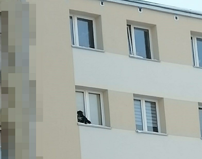 Wystawił psa za okno na dziewiątym piętrze, usłyszał wyrok