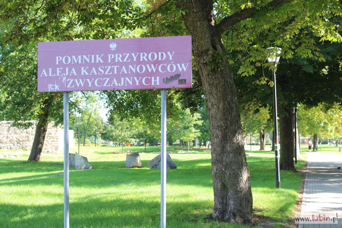 Wytną drzewo z Alei Kasztanowców