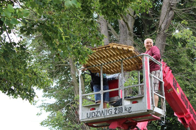 Wolontariusz zbudował bocianie gniazdo