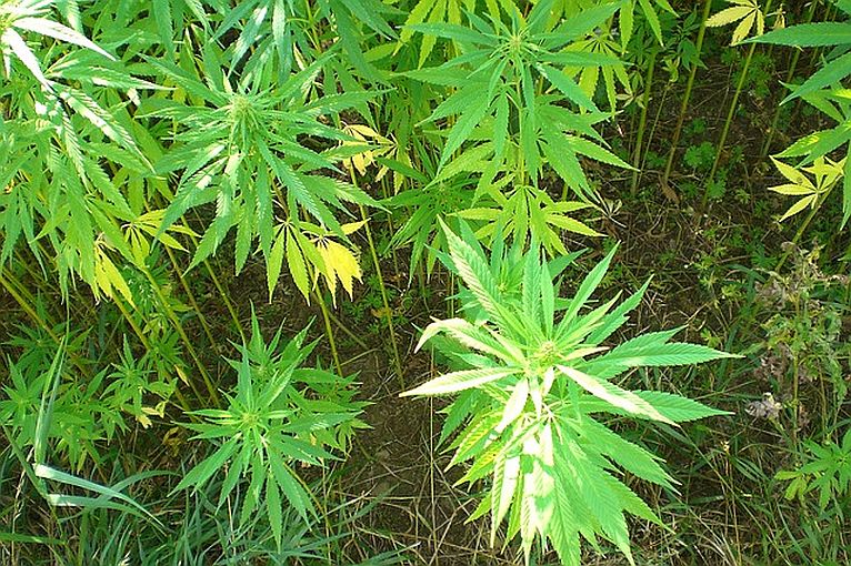 Medyczna marihuana już w Polsce. Ile będzie kosztować?