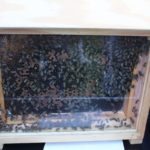 Międzynarodowy dzień pszczół, zoo lubin (1)