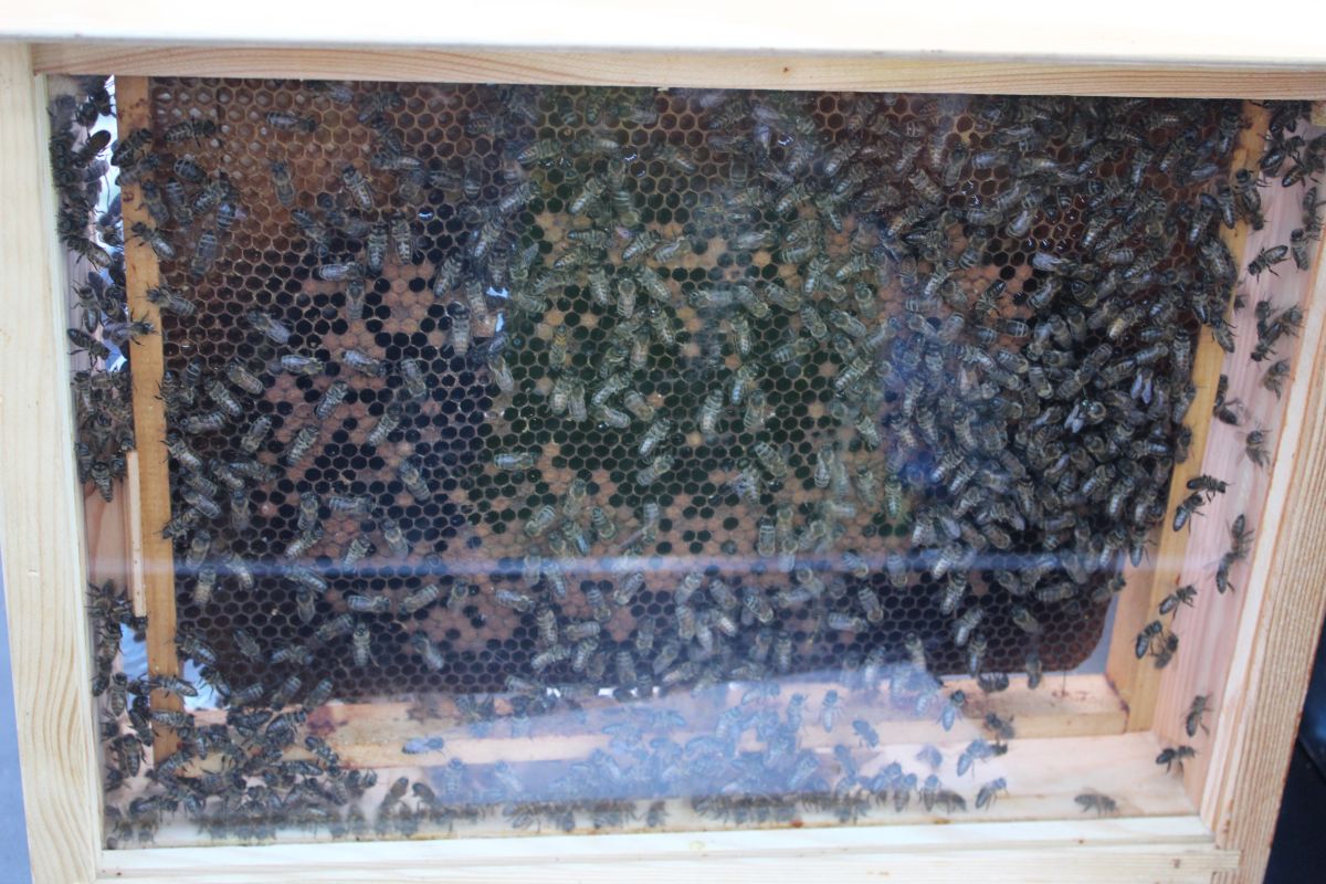 Pszczoły „osaczyły” lubińskie zoo