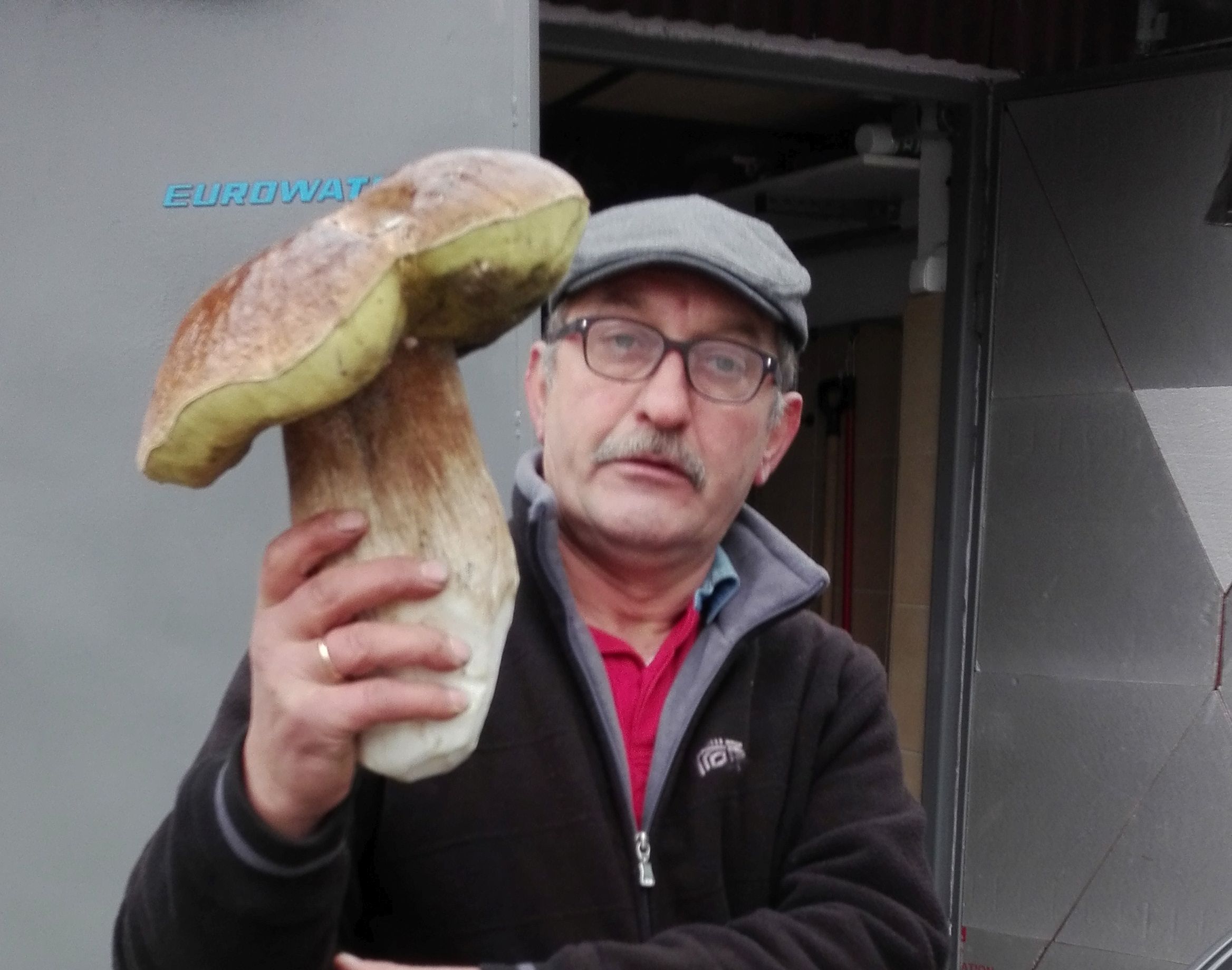 Gigantyczny borowik w podlubińskim lesie