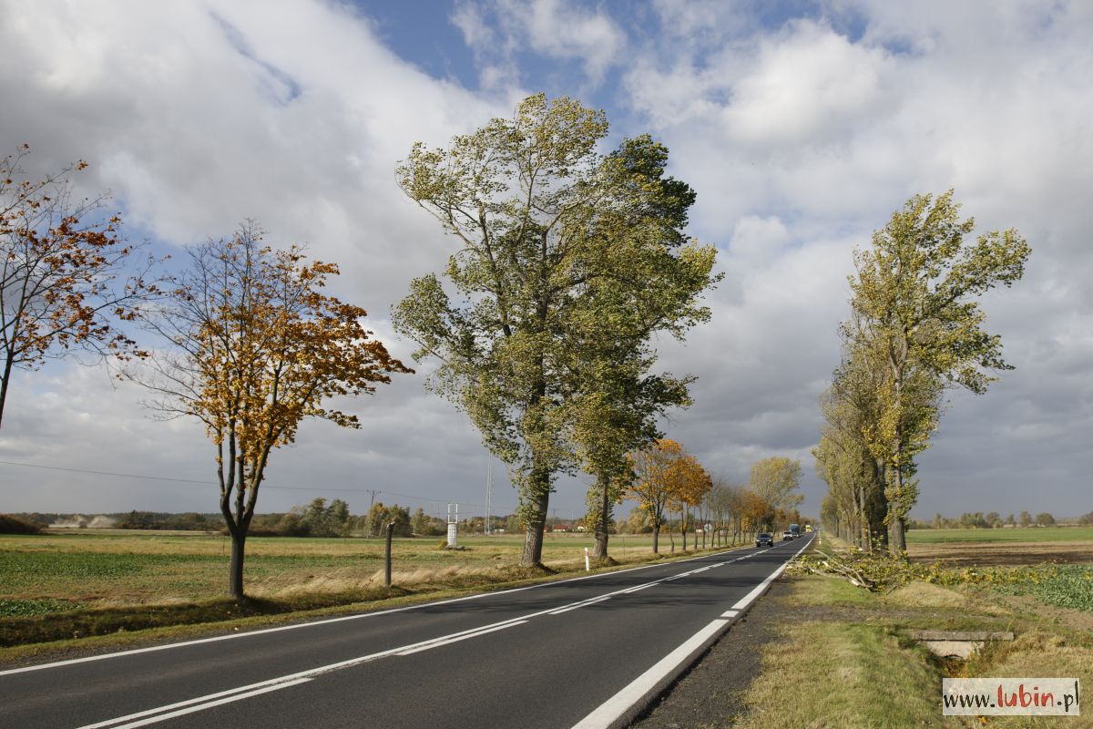 Ostrzegają przed silnym wiatrem. Pierwszy stopień zagrożenia