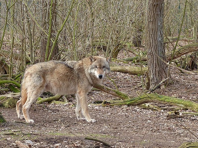 Wilki w okolicznych lasach