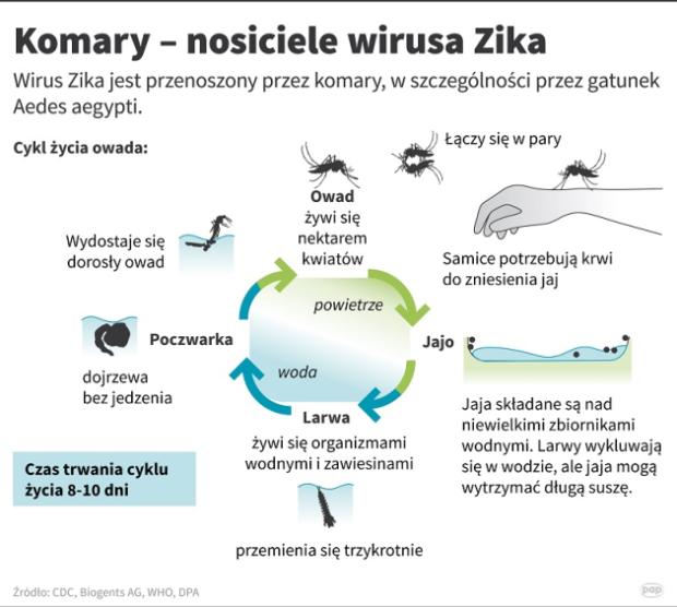 Wirus ZIKA - infografika