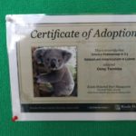 adopcja koali w SP 3 (2)