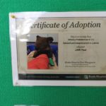 adopcja koali w SP 3 (3)