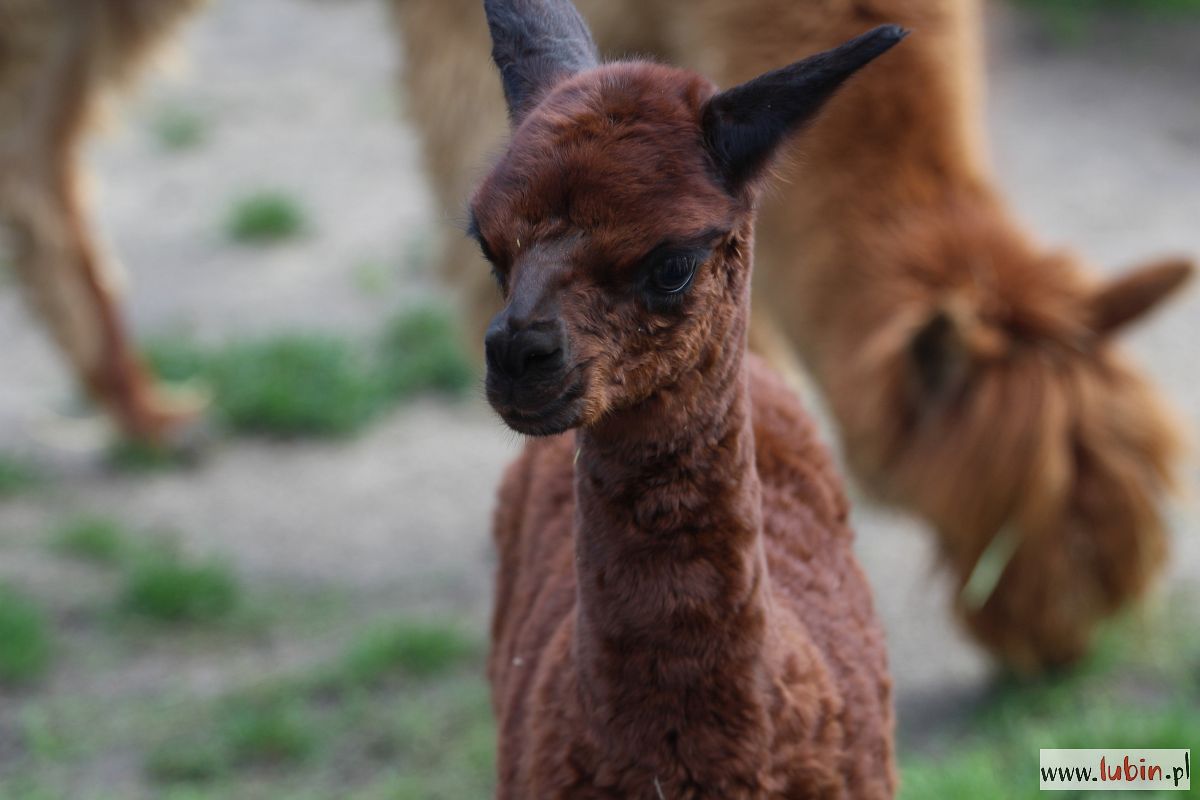 Nowy rozbrykany mieszkaniec lubińskiego zoo