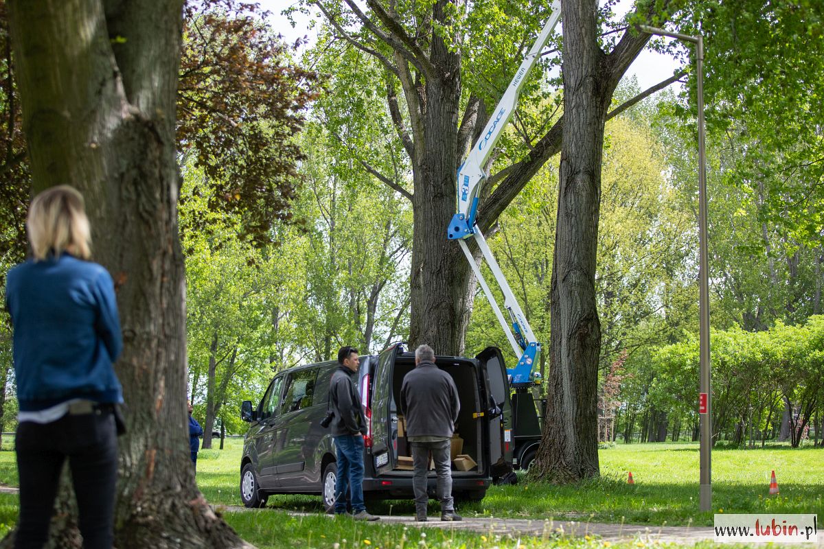 Ptaki pomogą w walce z komarami